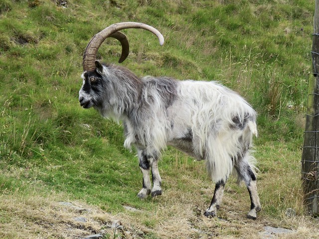 Welsh Mountain Goat - Dinorwic Quarry, July 2022