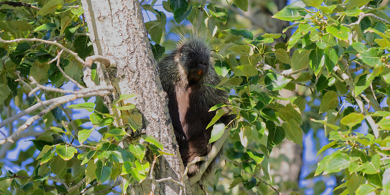 Prickly - Porcupine in a tree