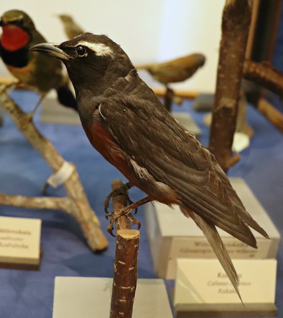 White-browed woodswallow (Artamus superciliosus)
