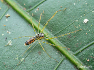 Jumping spider (Lyssomanes sp.) - P6111644