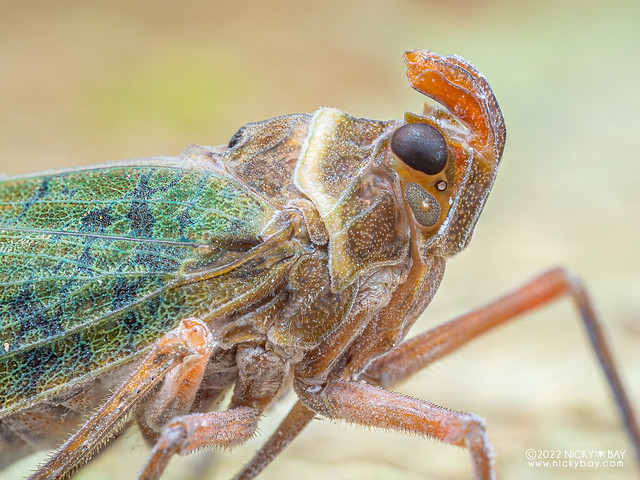 Lantern bug (Enchophora sp.) - P6101477