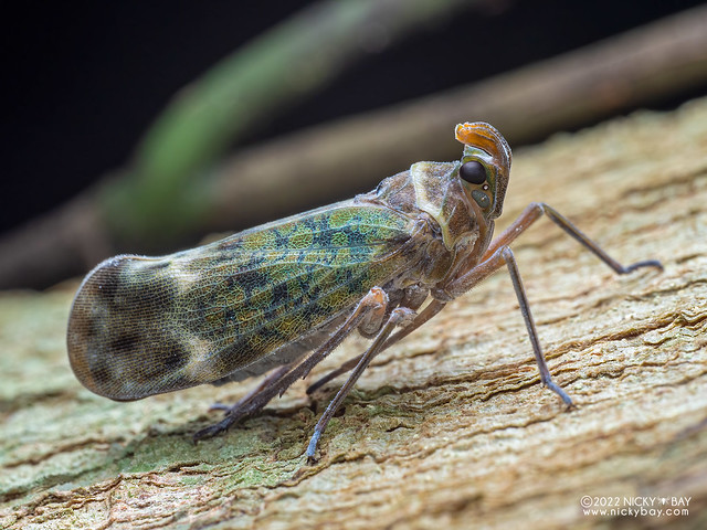 Lantern bug (Enchophora sp.) - P6101472