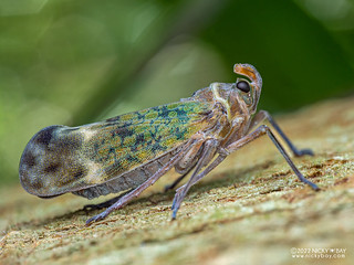 Lantern bug (Enchophora sp.) - P6101407