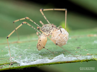Spitting spider (Scytodidae) - P6101380