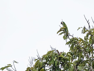 Chestnut-fronted Macaw (Ara severus) - P6101231