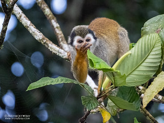 Humbolt's Squirrel Monkey (Saimiri cassiquiarensis) - Q6101454