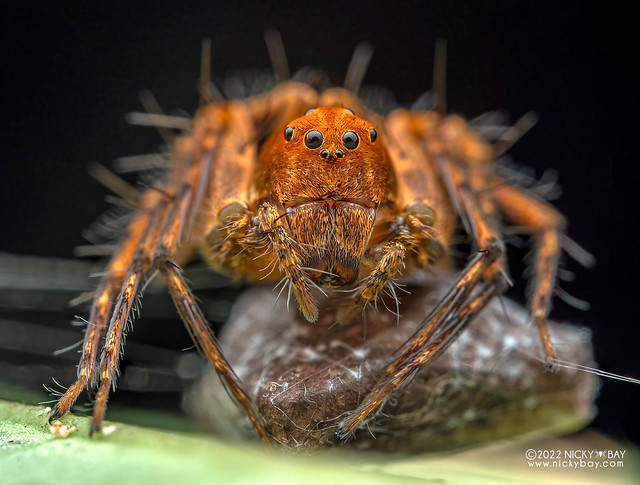 Lynx spider (Hamataliwa sp.) - P6111557