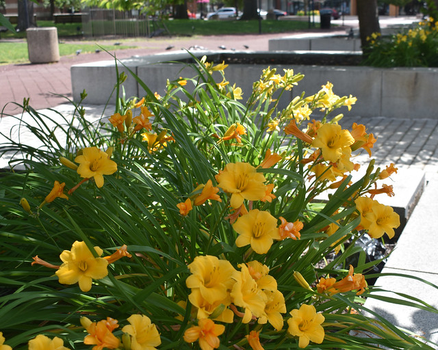 Yellow Flowers on Public Square