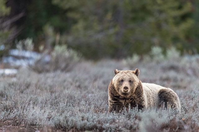 Grizzly Bear | Ursus arctos horribilis | 2021 - 29