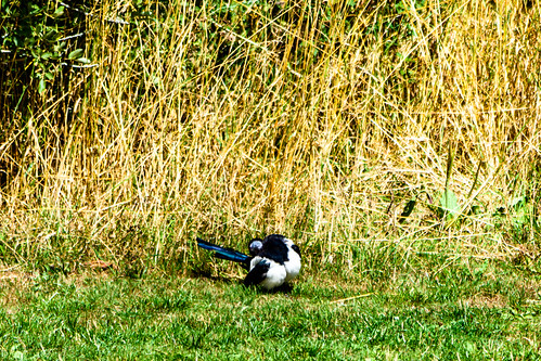 Anting: magpie, Barley Field