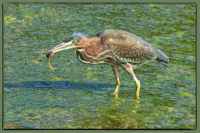 Green Heron Eats a Tadpole 2 8_19_22