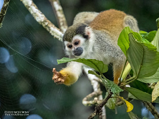 Humbolt's Squirrel Monkey (Saimiri cassiquiarensis) - Q6101453