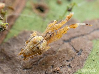 Feather-legged spider (Uloborus sp.) - P6111669