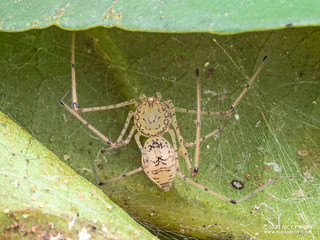 Spitting spider (Scytodidae) - P6111530