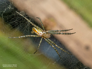 Tent web spider (Manogea porracea) - P6101398