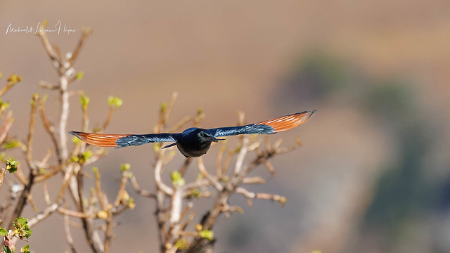 Red-winged Starling Male