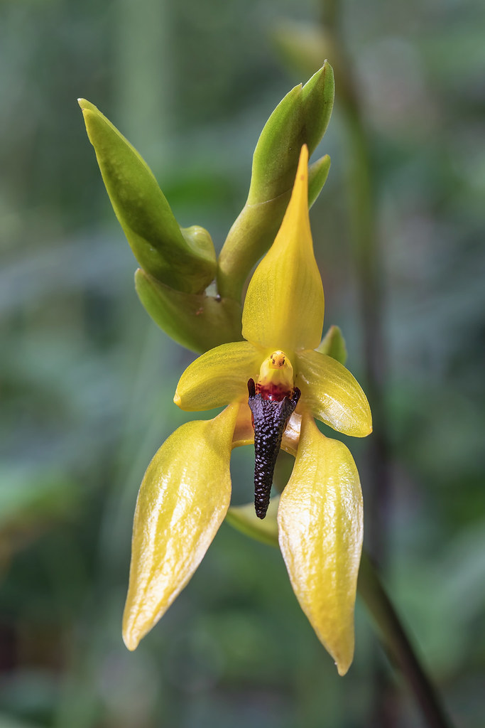 Bulbophyllum amplebracteatum ssp. carunculatum 7473-1; Orchidaceae (1)