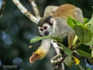 Humbolt's Squirrel Monkey (Saimiri cassiquiarensis) - Q6101452