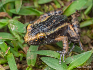 Painted antnest frog (Lithodytes lineatus) - P6101312