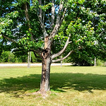 Tree &lt;i&gt;&lt;a href=&quot;https://www.flickr.com/photos/jowo/albums/72177720301277864&quot;&gt;Cheboygan Vacation 2022&lt;/a&gt;--Wednesday&lt;/i&gt;

This nice tree&#039;s in the yard at Peace Church.