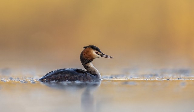 Great-Crested Grebe.