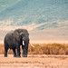 Elefante en el Cráter del Ngorongoro