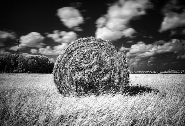 Hay field in infrared