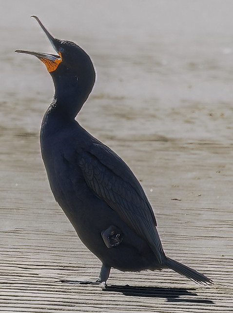 Cape Cormorant / Trekduiker