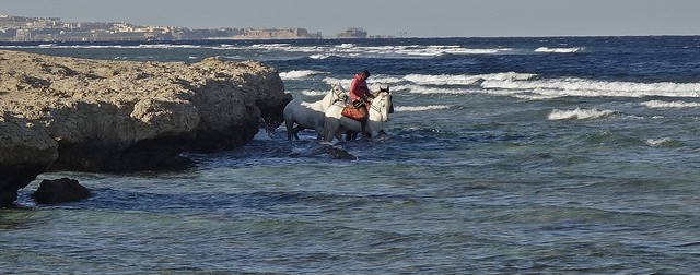 ÄGYPTEN, Makadi Beach bei Hurghadi,  (1st series - Horses in the sea) 80016/21016