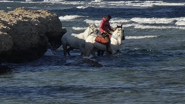 ÄGYPTEN, Makadi Beach bei Hurghadi,  (1st series - Horses in the sea) 80017/21017