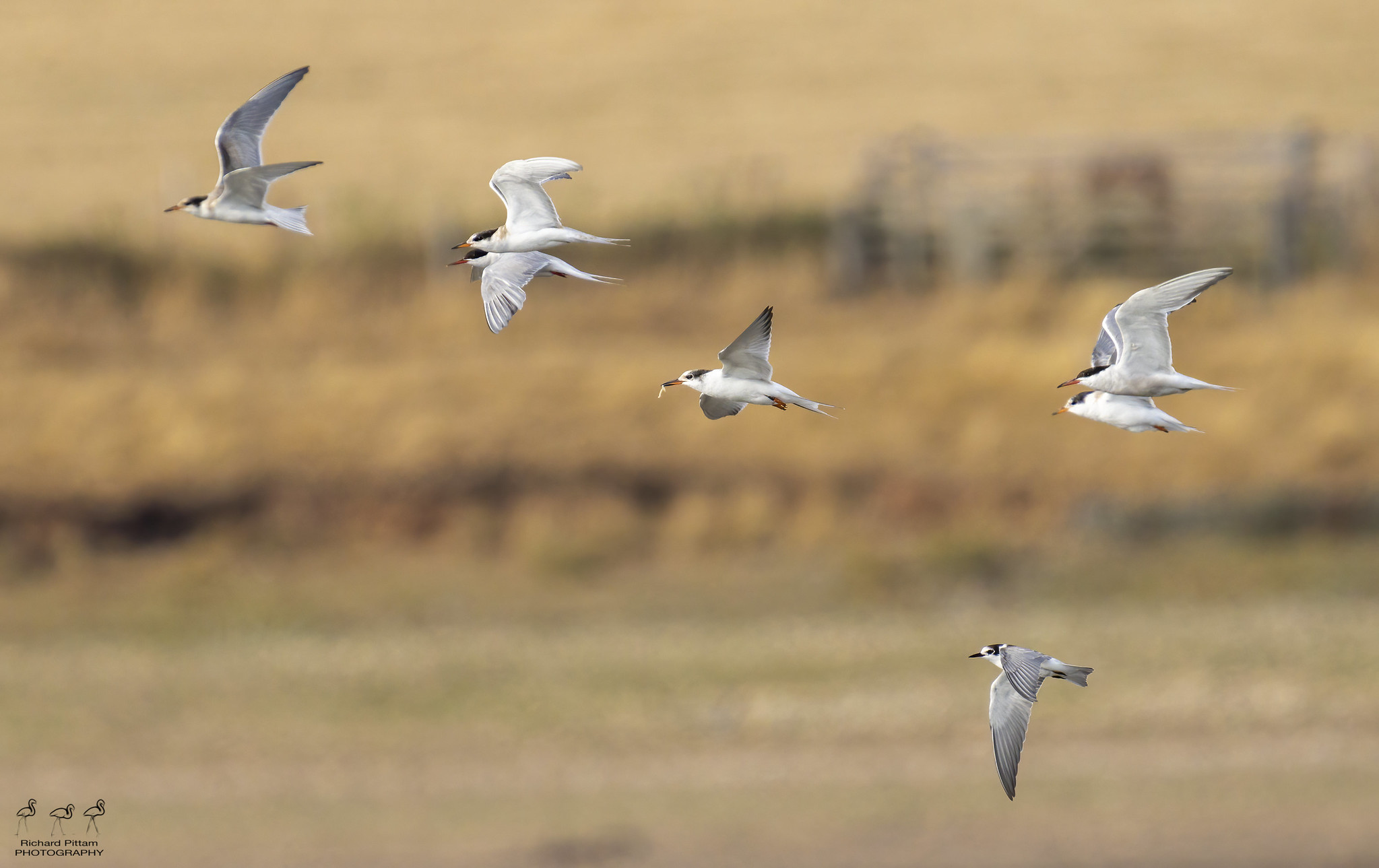 Common Terns and Black Tern