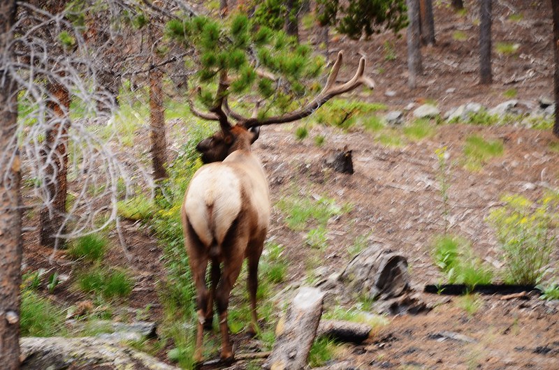 Elk (2)