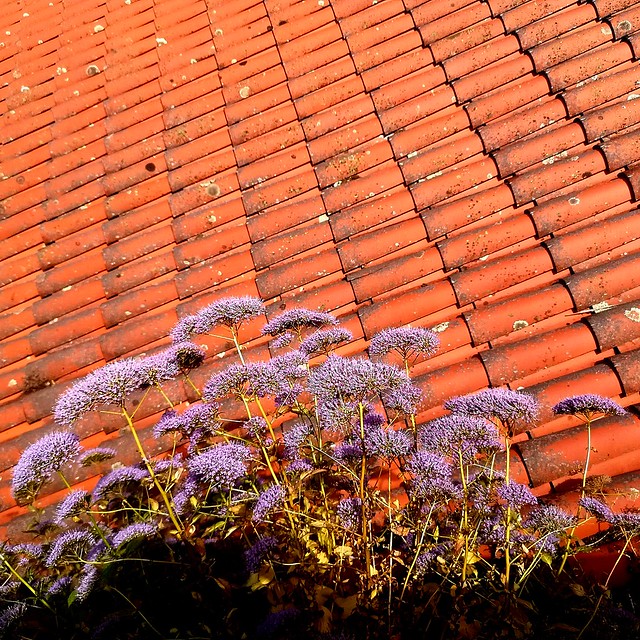 flowers on the roof