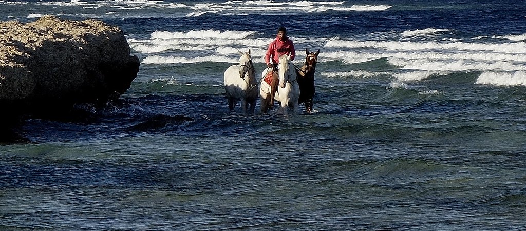 ÄGYPTEN, Makadi Beach bei Hurghadi,  (1st series - Horses in the sea) 80018/21018