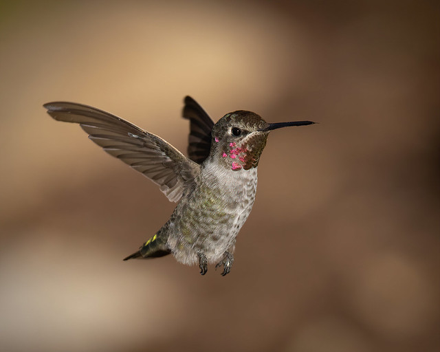 Anna's Hummingbird---Calypte anna