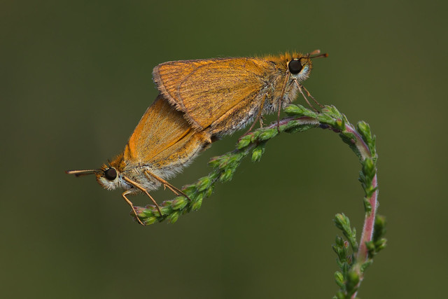Thymelicus sylvestris mating (2)