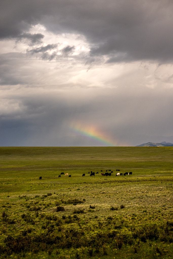 Cows & Rainbow