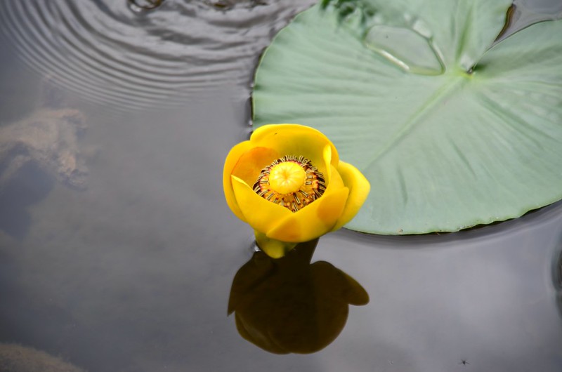 Yellow Pond Lily (1)
