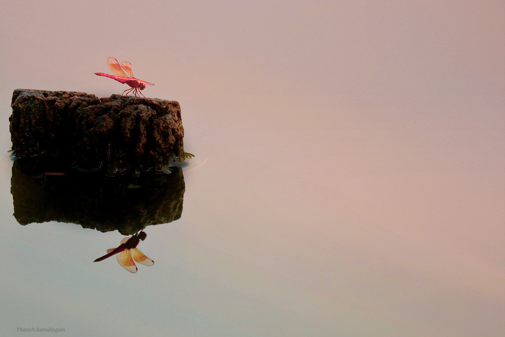 Loner Reflections | At Kota kemuning park | Thanish Ramalingam | Flickr