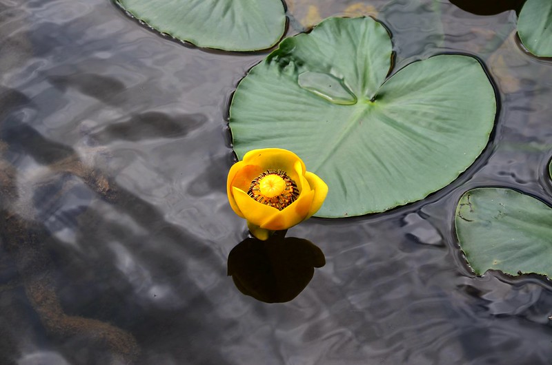 Yellow Pond Lily (2)