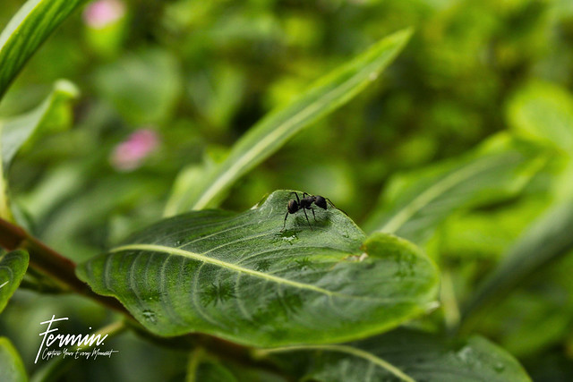 Capture a Bug on a leaf
