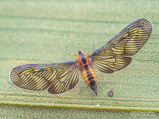 Planthopper (Derbidae) - P6122047