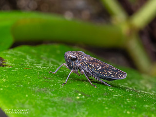 Leafhopper (Cicadellidae) - P6121958