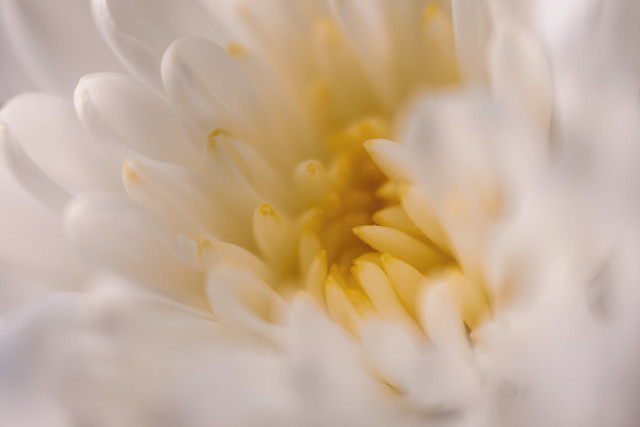 Chrysanthemum 2022-08-17 (R5_99A0568)