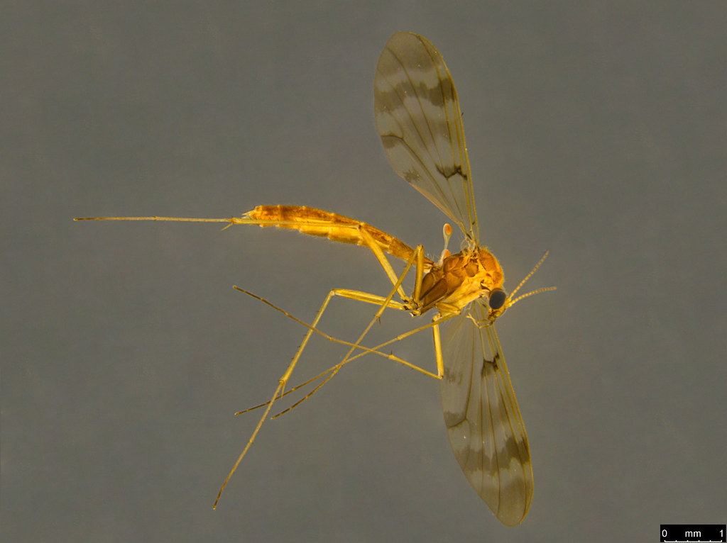 3a - Mycetophilidae sp.
