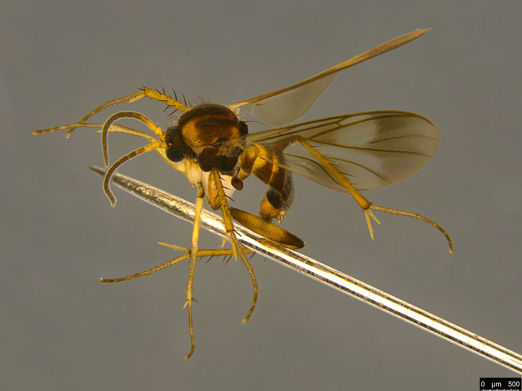 4a - Leiinae sp.