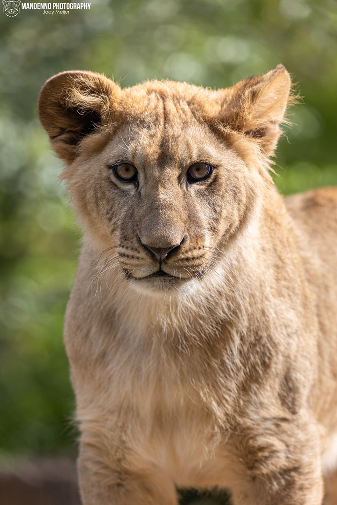 African Lion Cub - Zoo Amneville