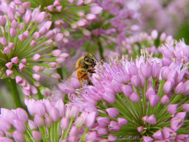 Have a bee-utiful start of the week! :)