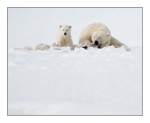 Svalbard Mother & Cub