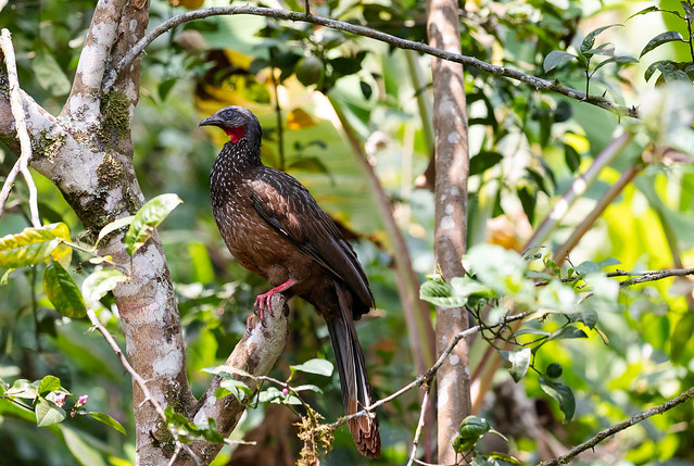 Penelope argyrotis - Pava canosa; Pénélope à queue barrée; Band-tailed Guan -